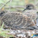 개두마리 소나무 이미지