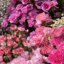 샤론  꽃  화원 이미지