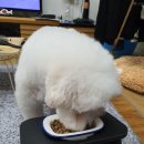 오늘도 맛있개 이미지