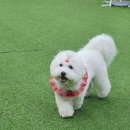 셀럽도기 | 꼬똥 드 툴레아 만수의 사회성 성장기 – 오산 애견카페 ‘셀럽도기’에서 만난 변화