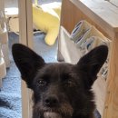 안암동물병원 | [안암][추천] 털동물 사랑해~!~!, 책과 꼬리