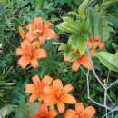 나리민박 이미지