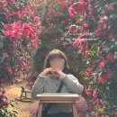 숨도 귤림성 | 숨도, 귤림성 : 제주 동백꽃 명소 내돈내산 솔직 후기