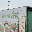 경남 창원 아기랑 가볼 만한 곳 / 동읍 딸기체험 ‘내가키워팜’ 내돈내산 후기