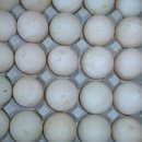 영소목장 이미지