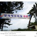 청포대솔밭야영장 - 2357 | 청포대솔밭야영장