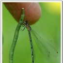 숲속아침 이미지