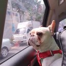 프불하우스 이미지