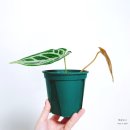 제네스호프