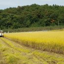 ＜사라네-우렁이쌀,잡곡＞ 쌀값 내렸습니다.(백미,현미)쌀눈쌀(찹쌀,찰현미)소백신웰빙농원 이미지