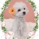 아리스타펫호텔 이미지