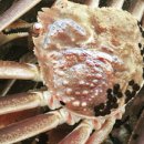 영덕대게 이미지