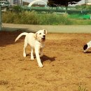 퍼피투게더 네이버블로그
