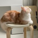 개 이쁜 애견미용샵 이미지