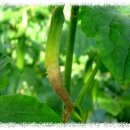 분지농장 | 농작물 병해충 발생정보