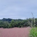 핑크 뮬리? 이미지