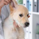 솔 동물의료센터 이미지