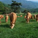 태백한우목장 이미지