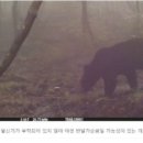 지리산 형제봉에 반달가슴곰 발견…"산악열차 백지화해야" 이미지