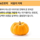호감디자인 | [뷰티] 피부관리 꾸준한 호감 맛있는 저분자콜라겐 추천, 슈데이 호감콜라겐 솔직후기