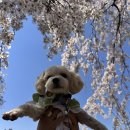 댕댕바게트 | 일산 강아지미용, 위생목욕만 맡겨도 괜찮을까 직접 다녀온 솔직 후기ㅣ일산 댕댕구름