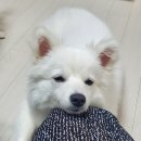 앙꼬망내