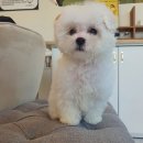 퍼피엘 이미지