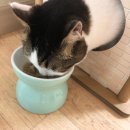 (주)파우트너 | [호두랑] 캐나다 내추럴 펫 푸드, 헬시쇼어스 고양이 주식캔 급여 후기!