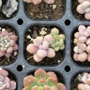 흙사랑 다육식물농원 이미지