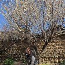 세븐일레븐 대구본리중앙점 | [대구 달성군] 26년 3월 21일 방문 대구 처음 꽃놀이...매화명소 " 남평문씨 본리세거지 " 또 방문후기