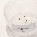 나눔아이디