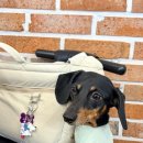 정동진식당 | 정동진 애견동반 가능 식당 정동진해물탕 다녀온 후기