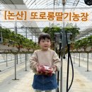 [논산/대전근교] 대형키즈카페 실내모래놀이 논산 딸기농장 &lt;또로롱딸기농장&gt; 방문 후기