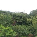 이관재농장 이미지