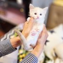 전주강아지분양 고양이분양 24시 데려가개 전주점 이미지