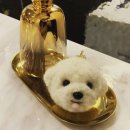 WITHPET
