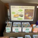농장카밧데리 | 마이리얼트립 북해도 비에이후라노 여름 삿포로 버스투어 라쿠투어 솔직 후기