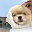 모든날이행복하기를 | 제주 남원 숙소, 모행 애견동반 도미토리 후기