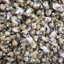 ＜한국인＞만 먹는 음식. 이미지