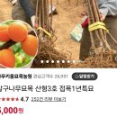 국화마을 불칸목련 개화, 백목련, 수선화 꽃향기 가득하네요. 24.3.31.일. 이미지