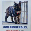 &#34;제가 키우던 고양이가 느닷없이 폭행당했습니다&#34;…경찰 수사 중 이미지