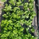 시골농장 이미지