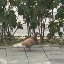 송마분식 이미지