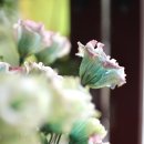 꽃피다Bloom 이미지