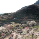 매화농장 이미지