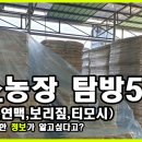 (주)에스에스이 | 젖소농장 방문 [알팔파,연맥,보리짚,티모시]