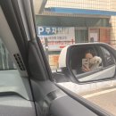 바두기펜션 | [사천] 바두기 애견펜션