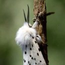 White Ermine Moth 이미지