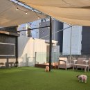 강아지 놀이터 이미지