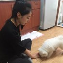 해피독반려견방문교육 이미지
